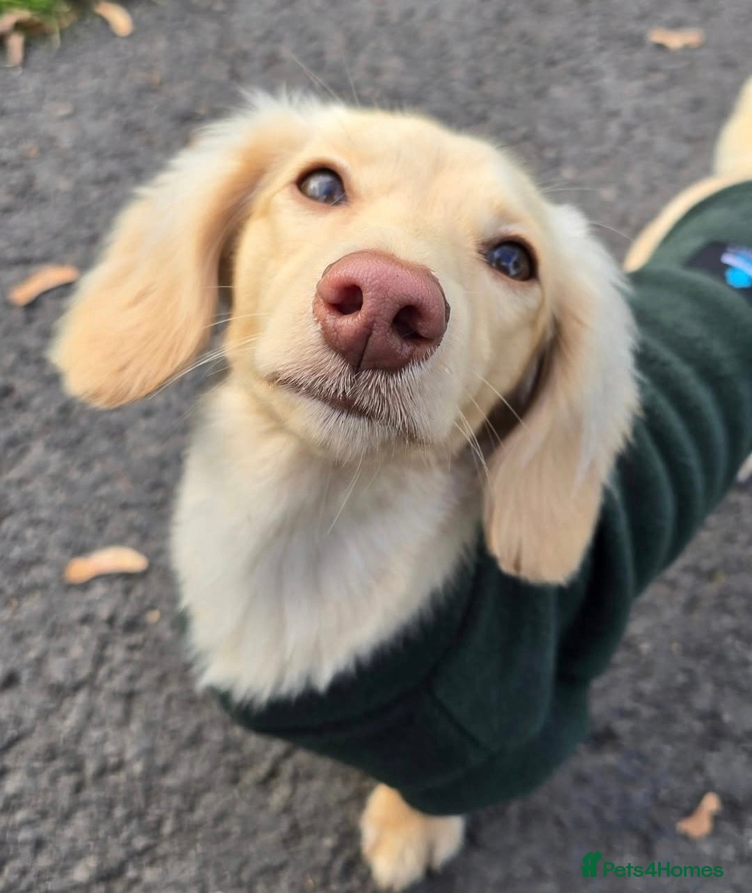 Dachshund dogs for stud: Minature Longhaired Cream - Advert 3