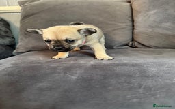 Mixed Breed dogs for sale: 5 x French Pomerdogs - Image 21