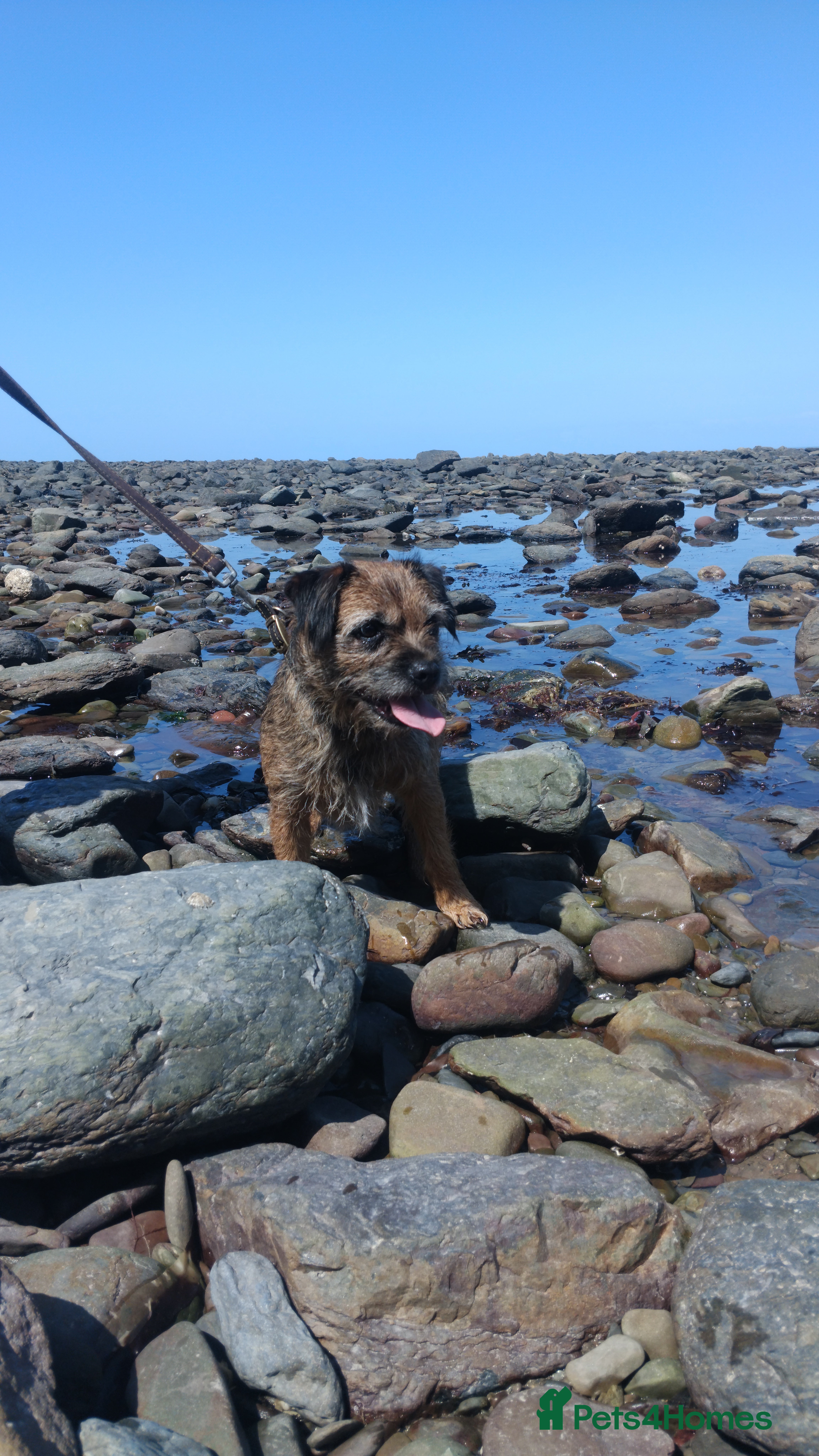 Border Terrier dogs Mother & Daughter border terrier  - Advert 1