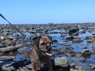 Border Terrier dogs Mother & Daughter border terrier - Advert 8