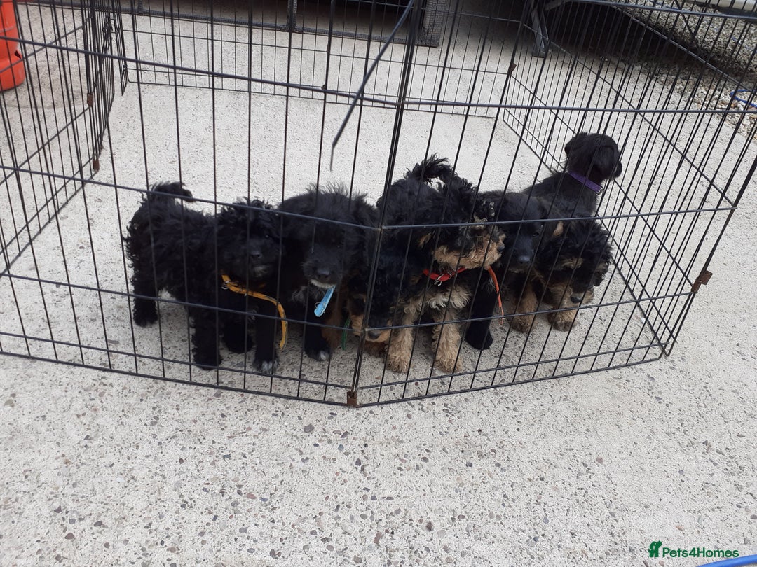 Jackapoo dogs for sale: Beautiful Jackapoo puppies  in Telford - Image 4