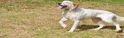 English Setter dogs for adoption: Parchi (Lucas) in Chesterfield - Advert 5