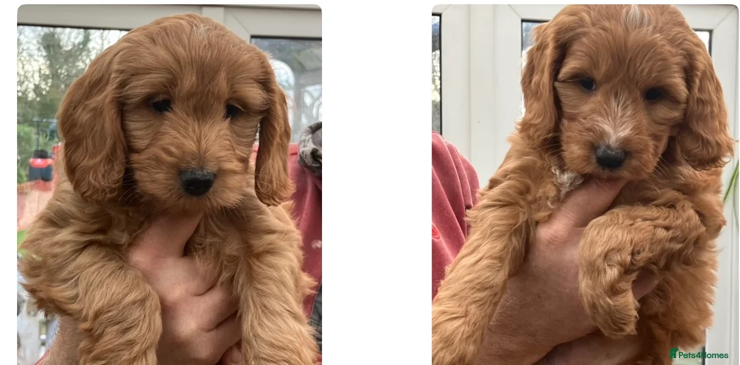 Mixed Breed dogs for sale: AUSTRALIAN LABRADOODLE PUPPIES READY NOW - Advert 2