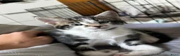 Mixed Breed cats for sale: British Shorthair Cross Tabby Kittens. - Advert 10