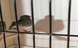 Canaries birds for sale: Fife canaries for sale 2025 bred - Image 4