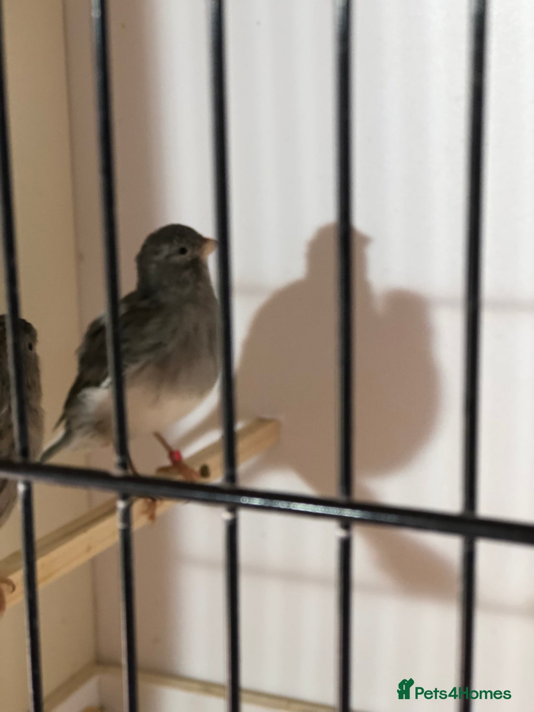 Canaries birds for sale: Fife canaries for sale 2025 bred - Image 4