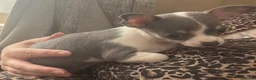 Chihuahua dogs for sale: 2 female chihuahuas for sale  - Advert 3