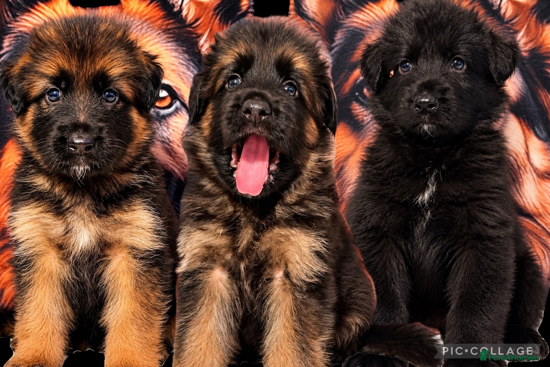 German Shepherd dogs Exceptional Long-Haired German Shepherd Puppies - Advert 1