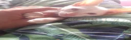 Siamese cats for sale: Siamese kittens - Advert 5