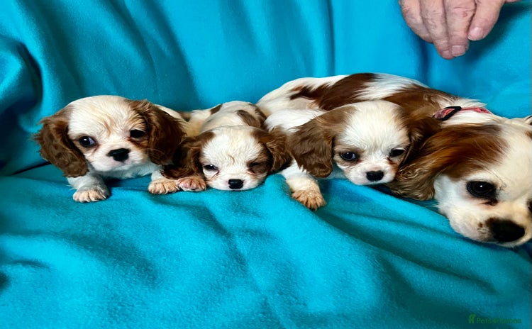 Cavalier King Charles Spaniel dogs - Advert 1