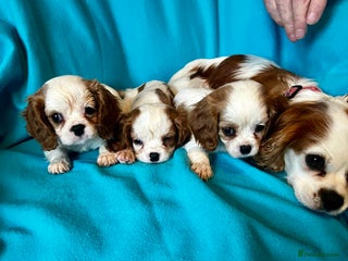 Cavalier King Charles Spaniel dogs - Advert 3