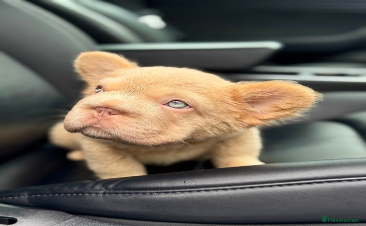 French Bulldog dogs - Advert 6