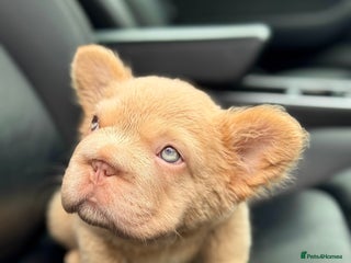 French Bulldog dogs - Advert 30