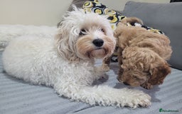 Cockapoo dogs for sale: Sweet boy cockapoo - Advert 11