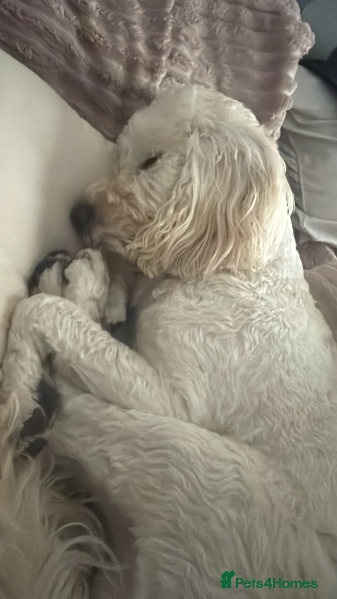 Cockapoo dogs for stud: Buddie F1 cockapoo stud  - Advert 3