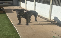 Mixed Breed dogs for sale: Ronnie  - Image 5