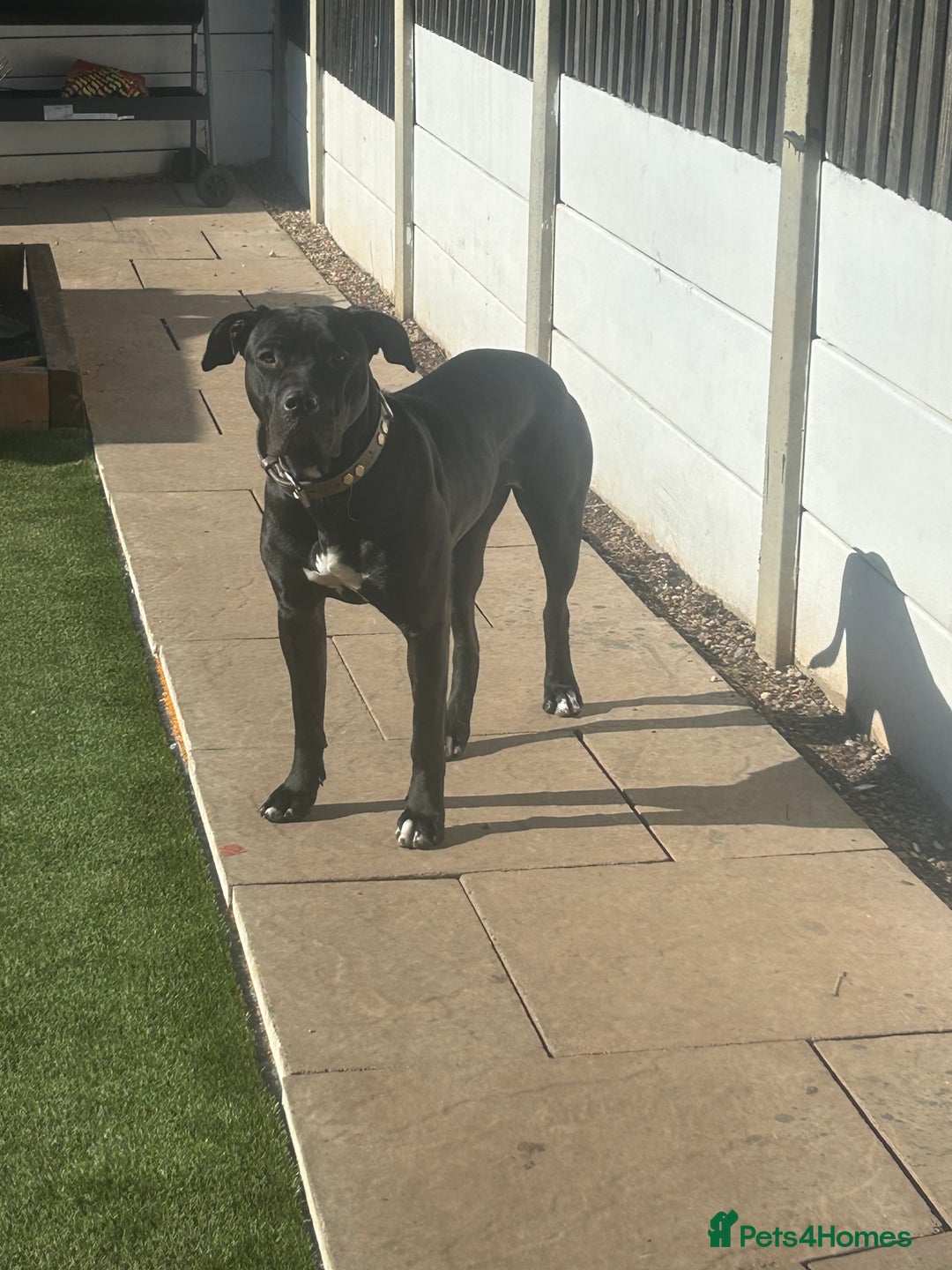 Mixed Breed dogs for sale: Ronnie  - Image 5