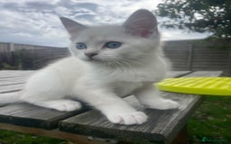 British Shorthair cats for sale: READY NOW,Loving&Playful British Shorthair Kittens - Image 23