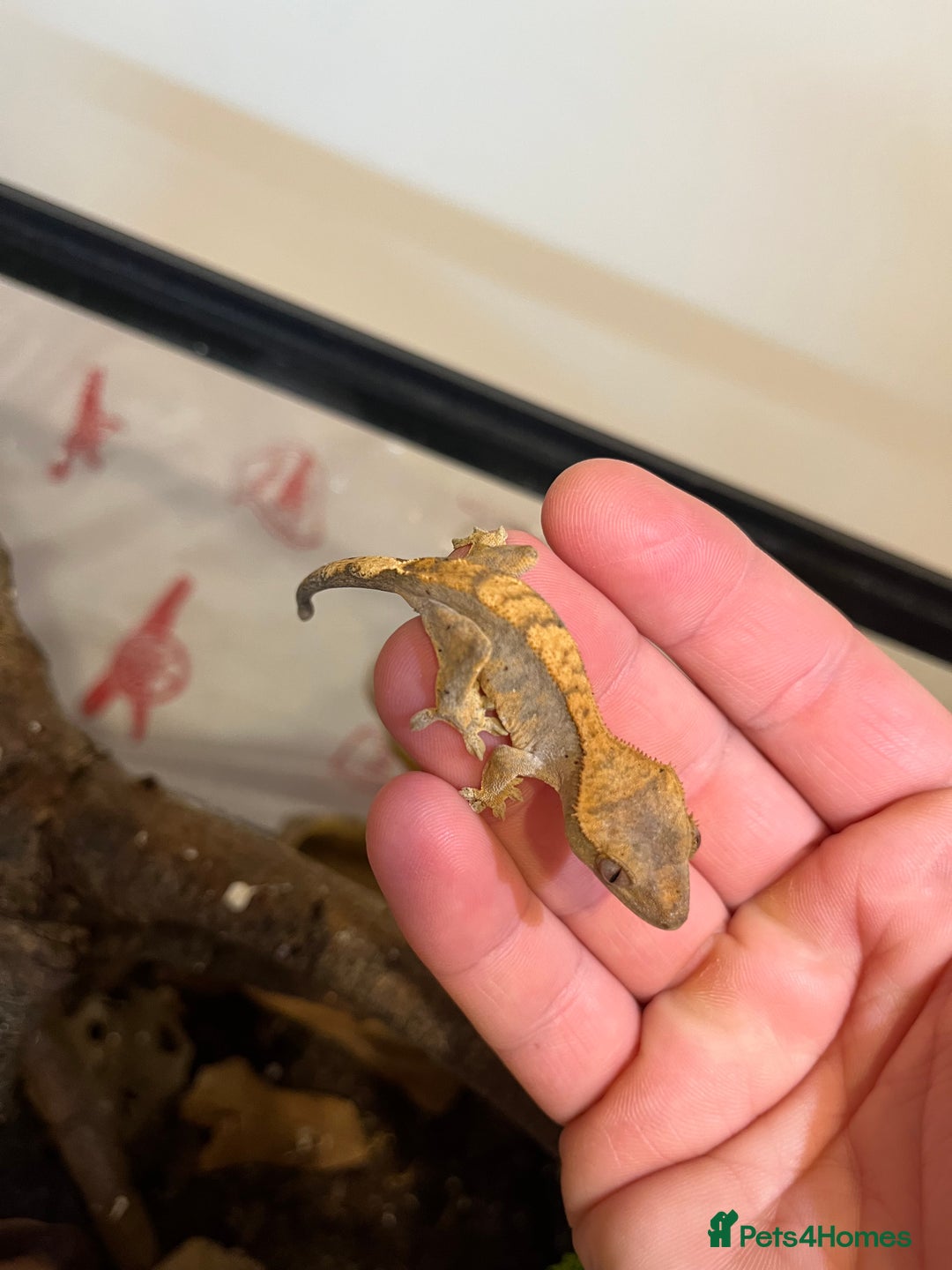 Gecko reptiles for sale: Crested gecko babies for sale  - Advert 10