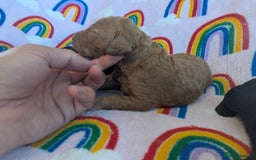 Miniature Poodle dogs for sale: Stunning Red & Phantom Miniature/Moyen Poodles - Image 12