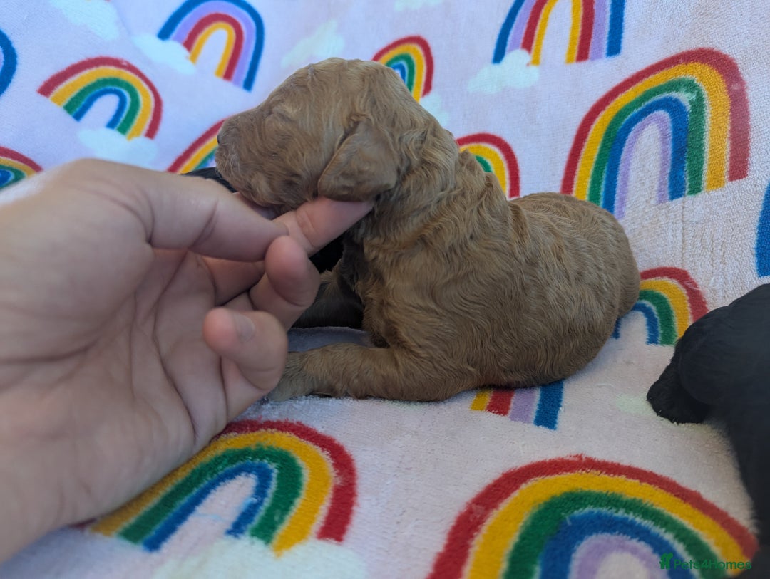 Miniature Poodle dogs for sale: Stunning Red & Phantom Miniature/Moyen Poodles - Image 12