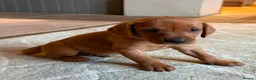 Mixed Breed dogs for sale: Fox Red Vizsaldors in Billingshurst - Advert 2