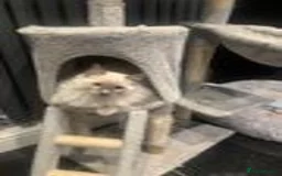 Ragdoll cats for sale: Pure Bluepoint Ragdoll Kittens - Image 9