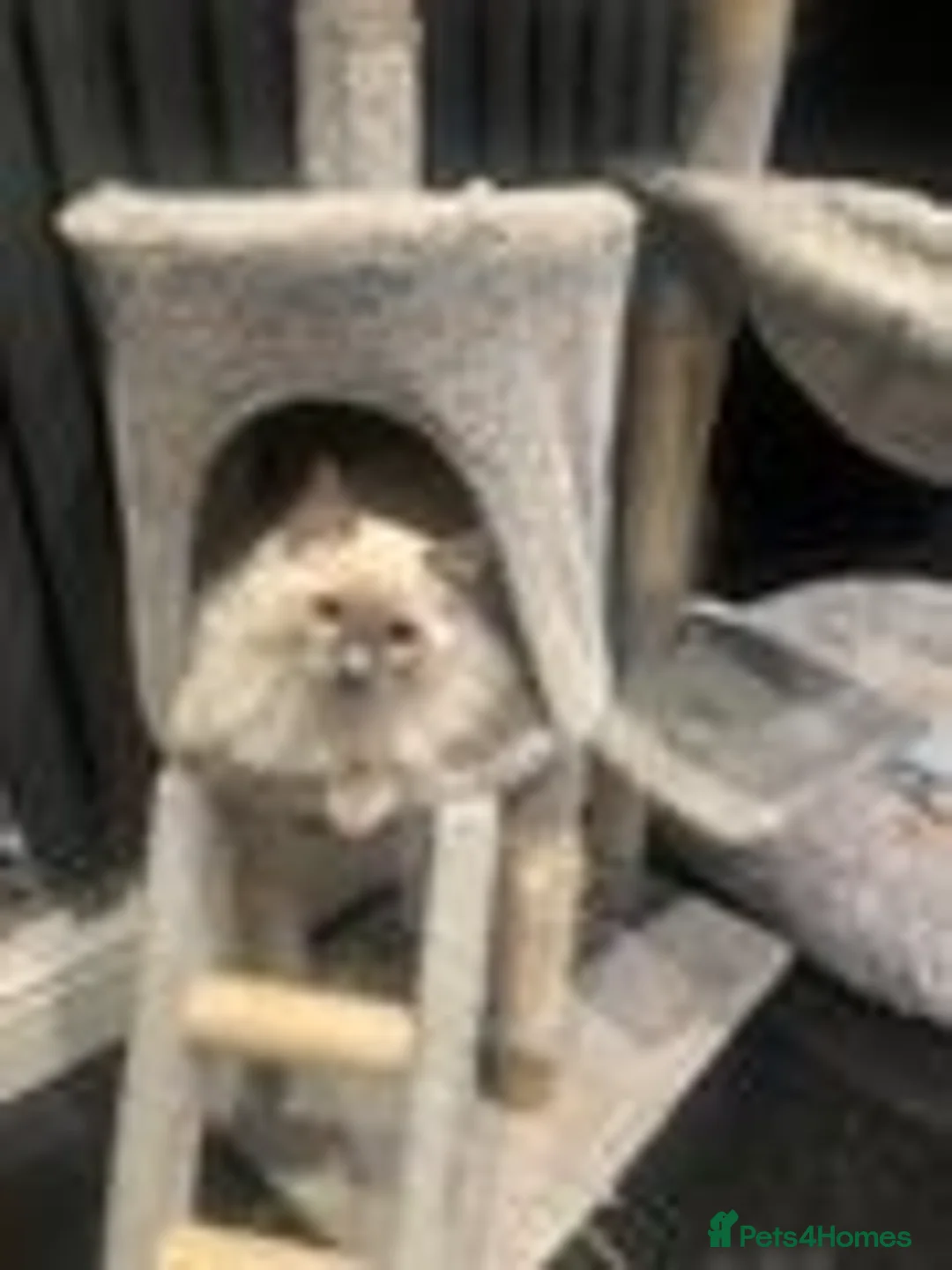 Ragdoll cats for sale: Pure Bluepoint Ragdoll Kittens - Image 9