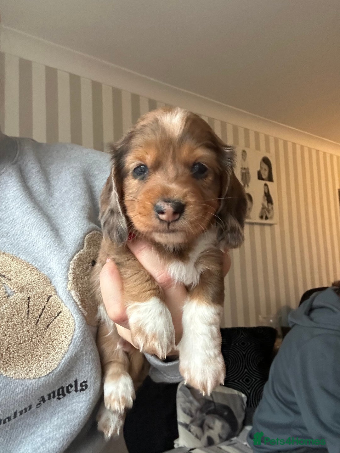 Miniature Dachshund dogs for sale: Miniature Dachounds  - Advert 17