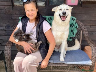 Mixed Breed dogs in Norwich - Advert 15
