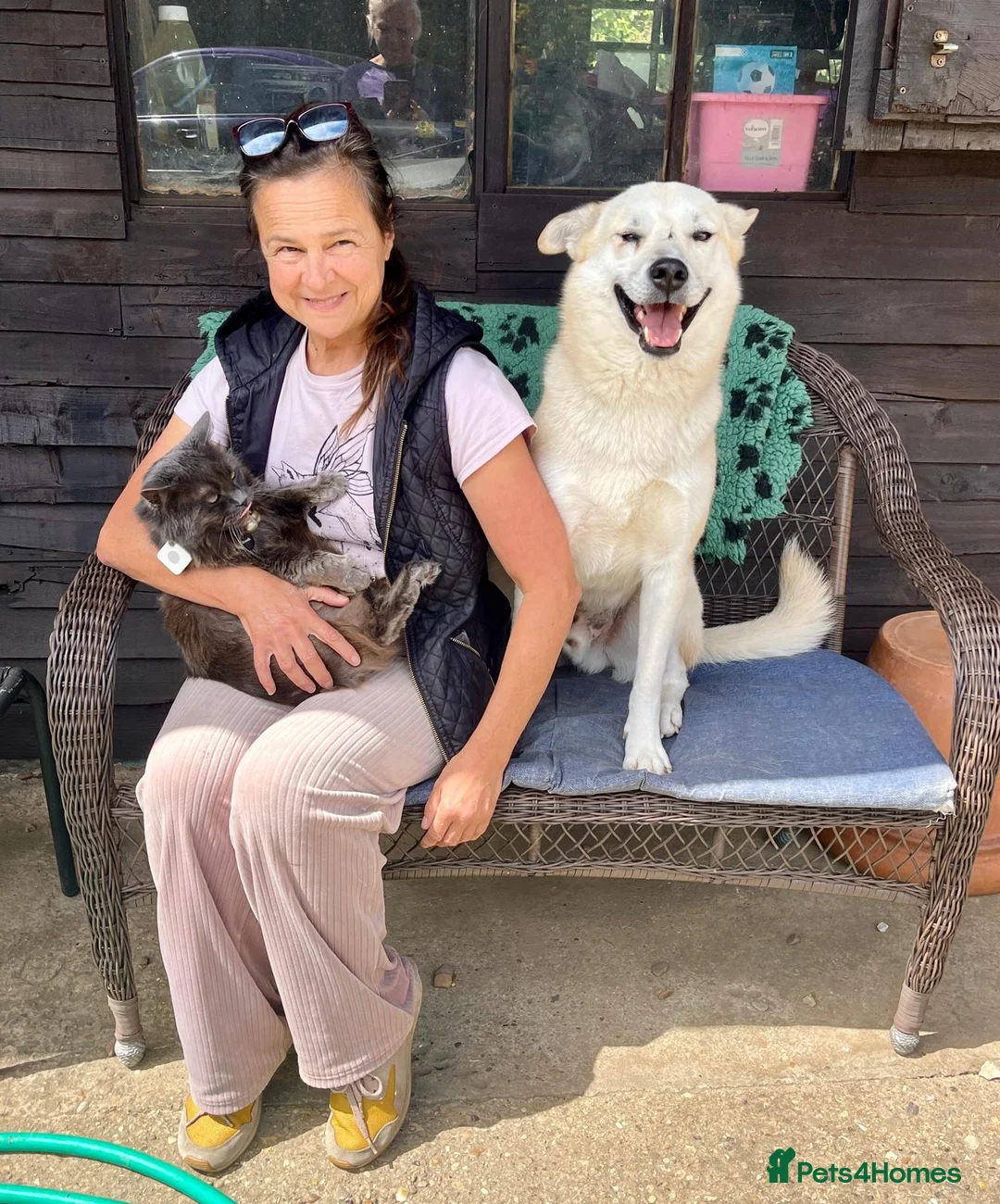 Mixed Breed dogs for adoption: Handsome Fivos Huskey X Shepherd in Norwich - Advert 1