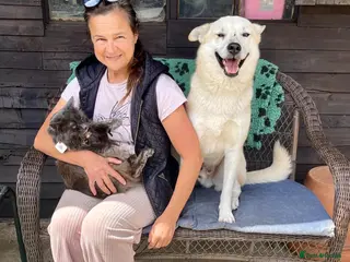 Mixed Breed dogs Handsome Fivos Huskey X Shepherd in Norwich - Advert 22