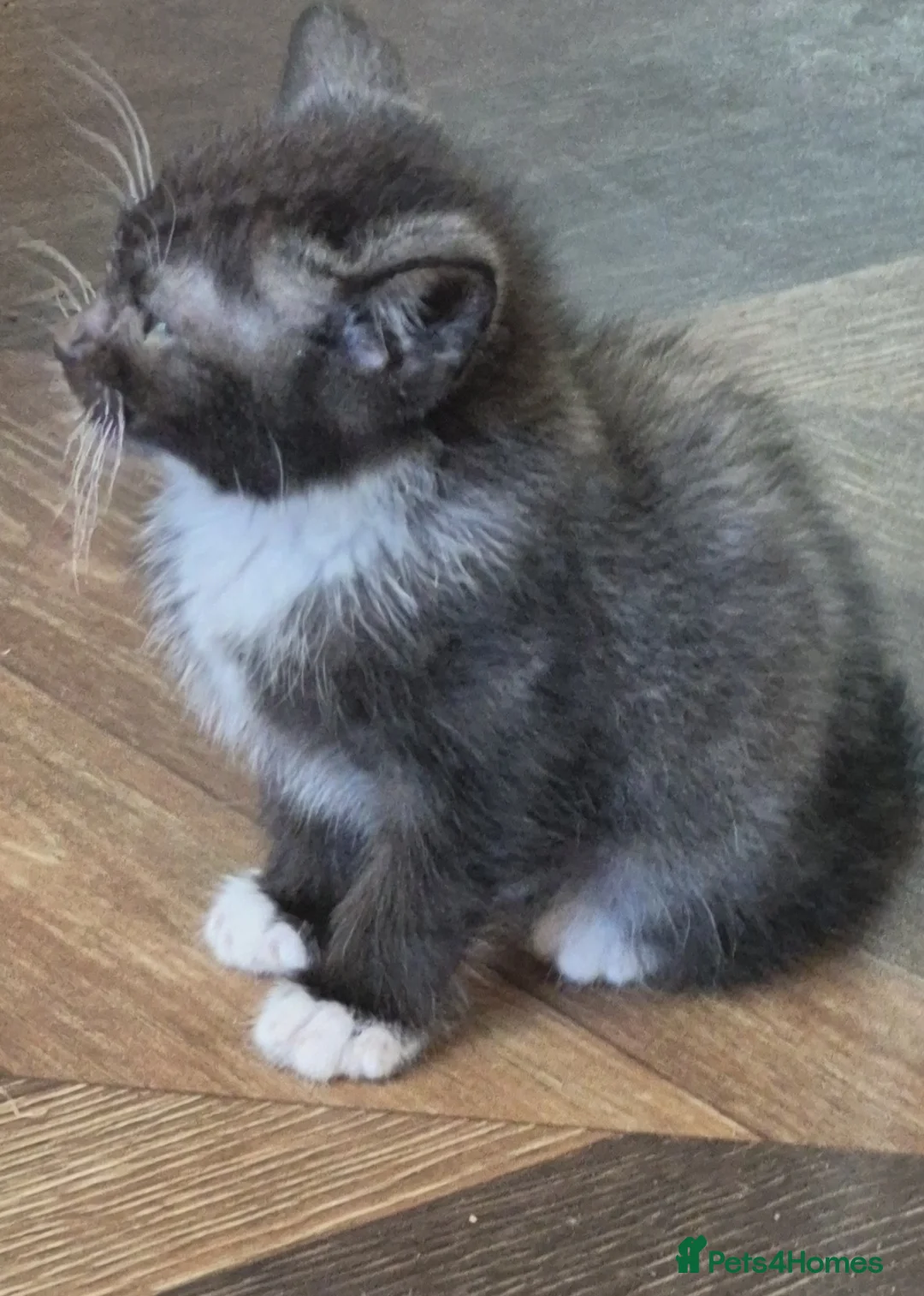 Mixed Breed cats for sale: Adorable mixed breed litter - Advert 2