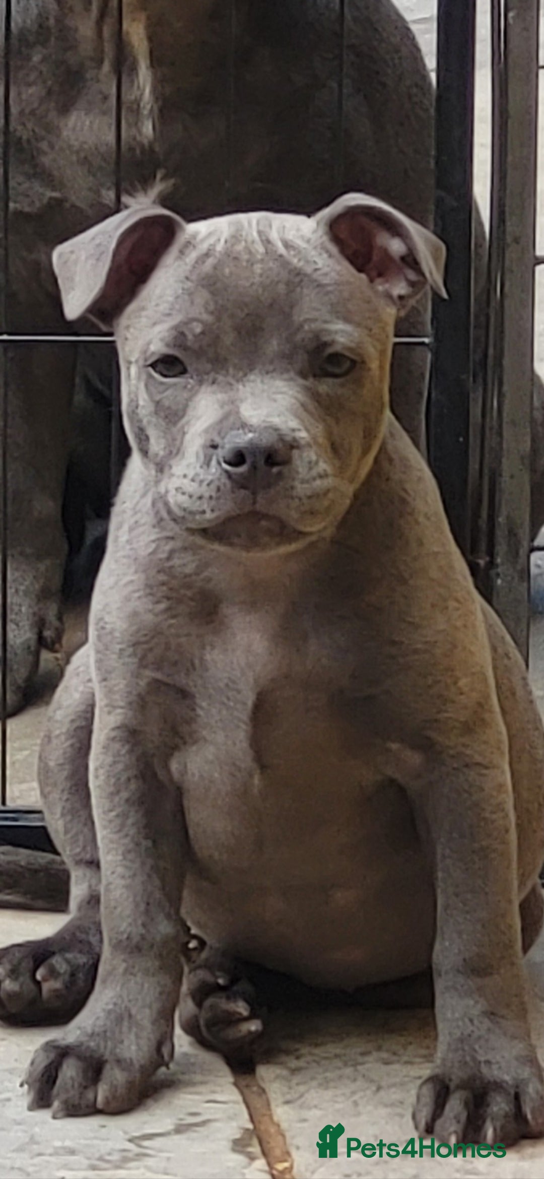 Staffordshire Bull Terrier dogs for sale: Kc Female Staffordshire Bull Terrier  - Image 1