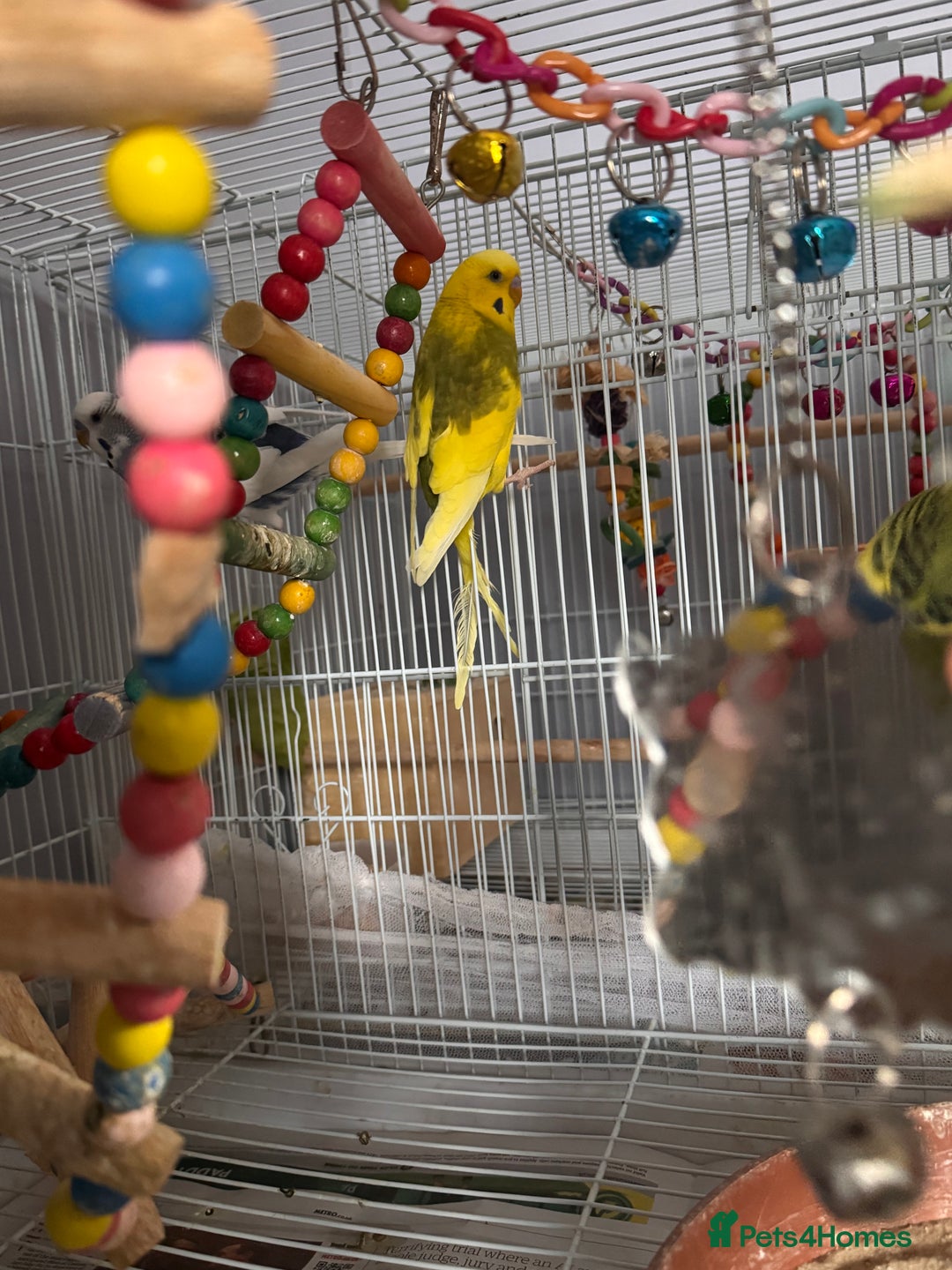 Budgerigars birds for sale: Budgies for sale - Advert 3