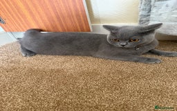 British Shorthair cats for sale: Lovely Luna - British Shorthair - Image 4