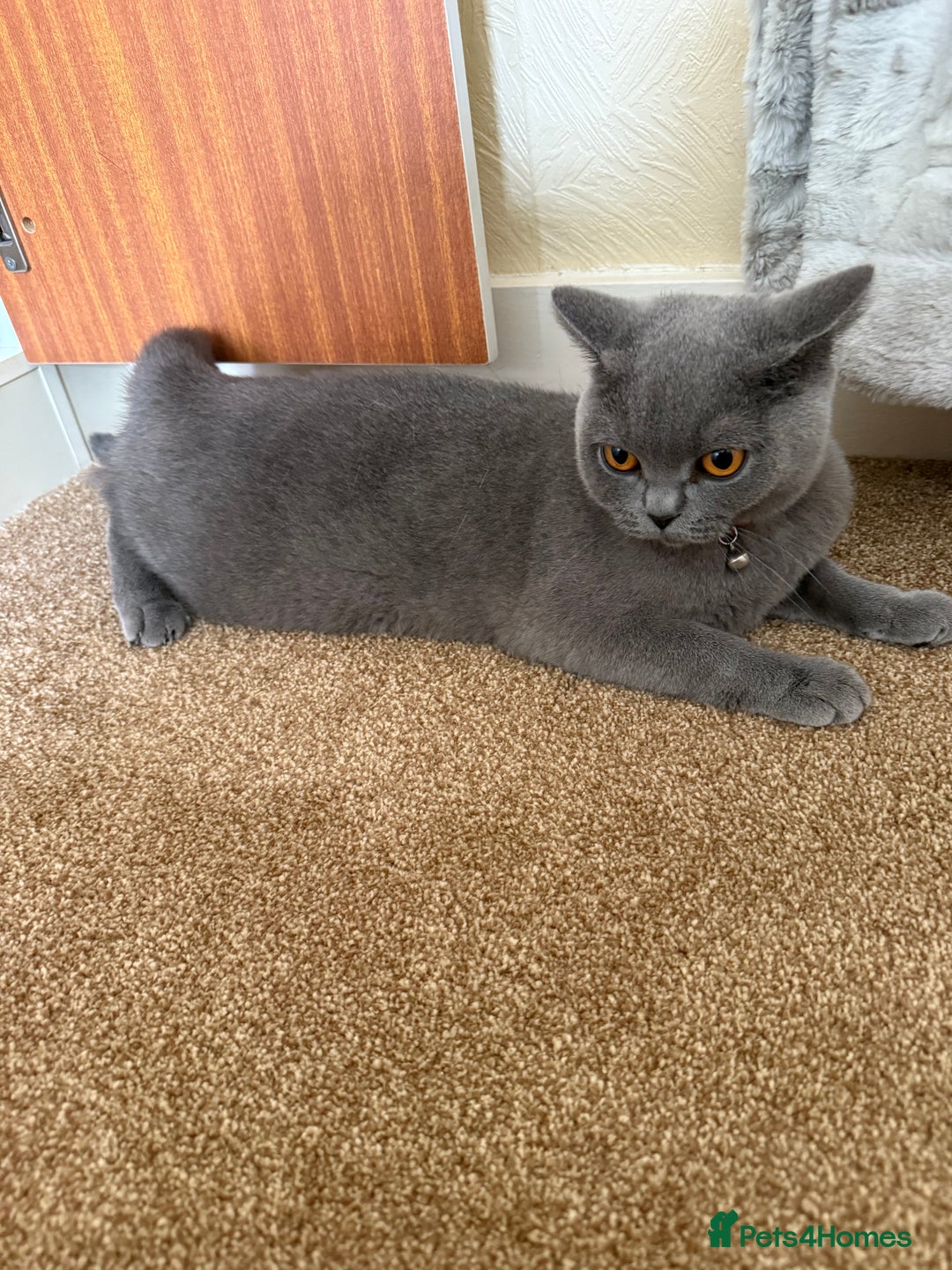 British Shorthair cats for sale: Lovely Luna - British Shorthair - Image 4