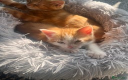 Mixed Breed cats for sale: Ginger mixed breed kittens - Image 4