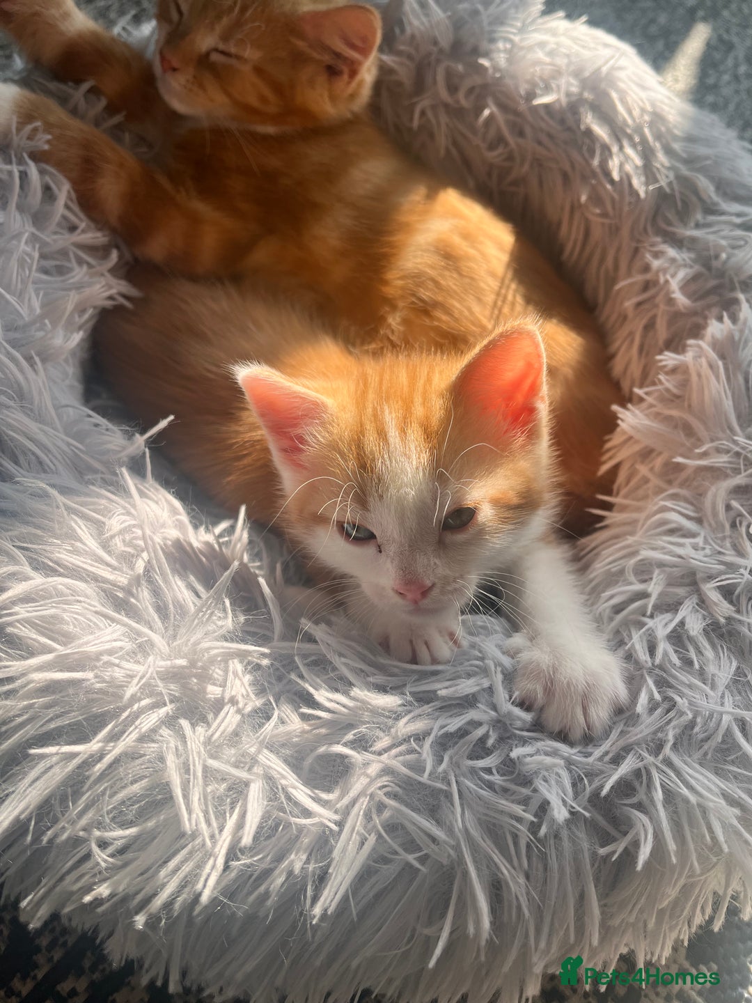 Mixed Breed cats for sale: Ginger mixed breed kittens - Image 4