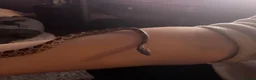 Corn Snake reptiles for sale: Corn snake with vivarium - Advert 8