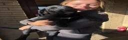 Mixed Breed dogs for sale: Gorgeous chunky Labernese pups   - Advert 5