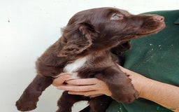 Sprocker dogs for sale: Lovely sprocker girl  - Image 8