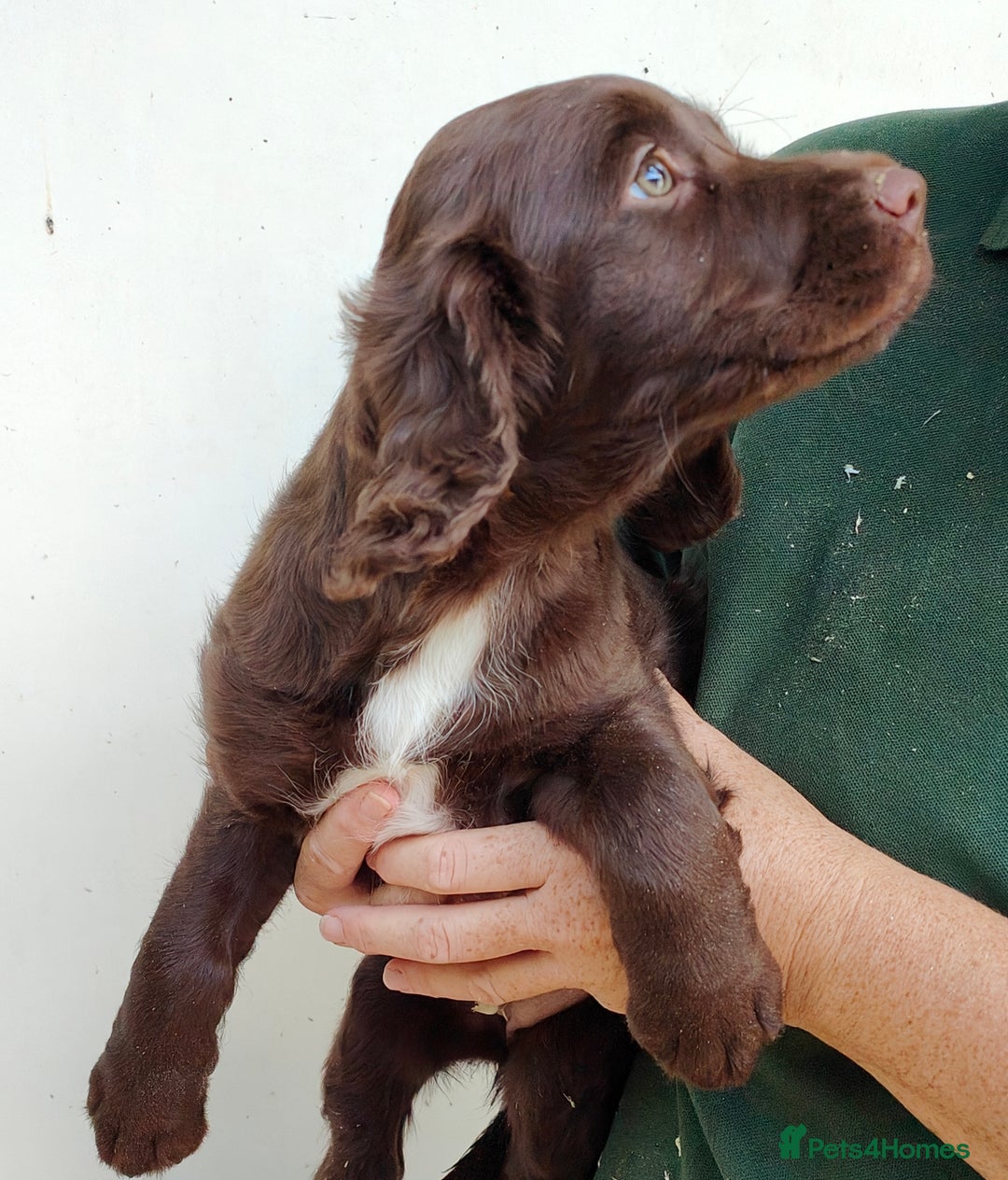 Sprocker dogs for sale: Lovely sprocker girl  - Image 8