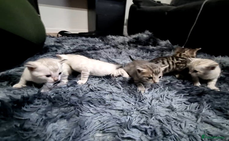 Bengal cats - Advert 1