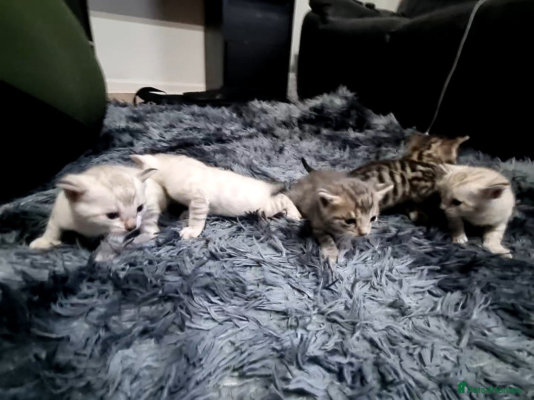 Bengal cats for sale: 🤩RARE BLUE BENGAL🤩SNOW LYNX🤩 BROWN🤩 - Image 1