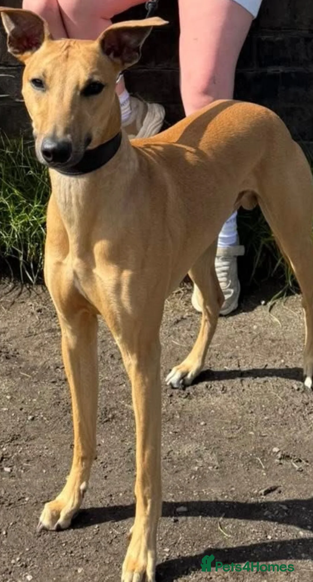 Lurcher dogs for stud: Grey hound /  cross whippet  - Advert 1