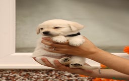 Labrador Retriever dogs for sale: Beautiful labrador puppies for sale - Image 25