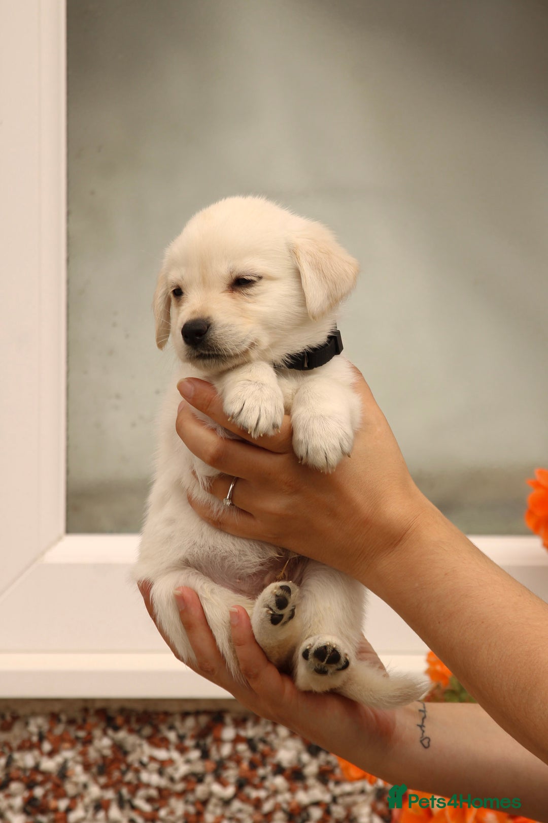 Labrador Retriever dogs for sale: Beautiful labrador puppies for sale - Image 25