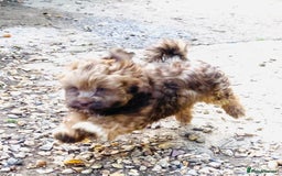 Shihpoo dogs for sale: STUNNING “ MALSHIPOO” BOYS ~READY NOW  - Image 6