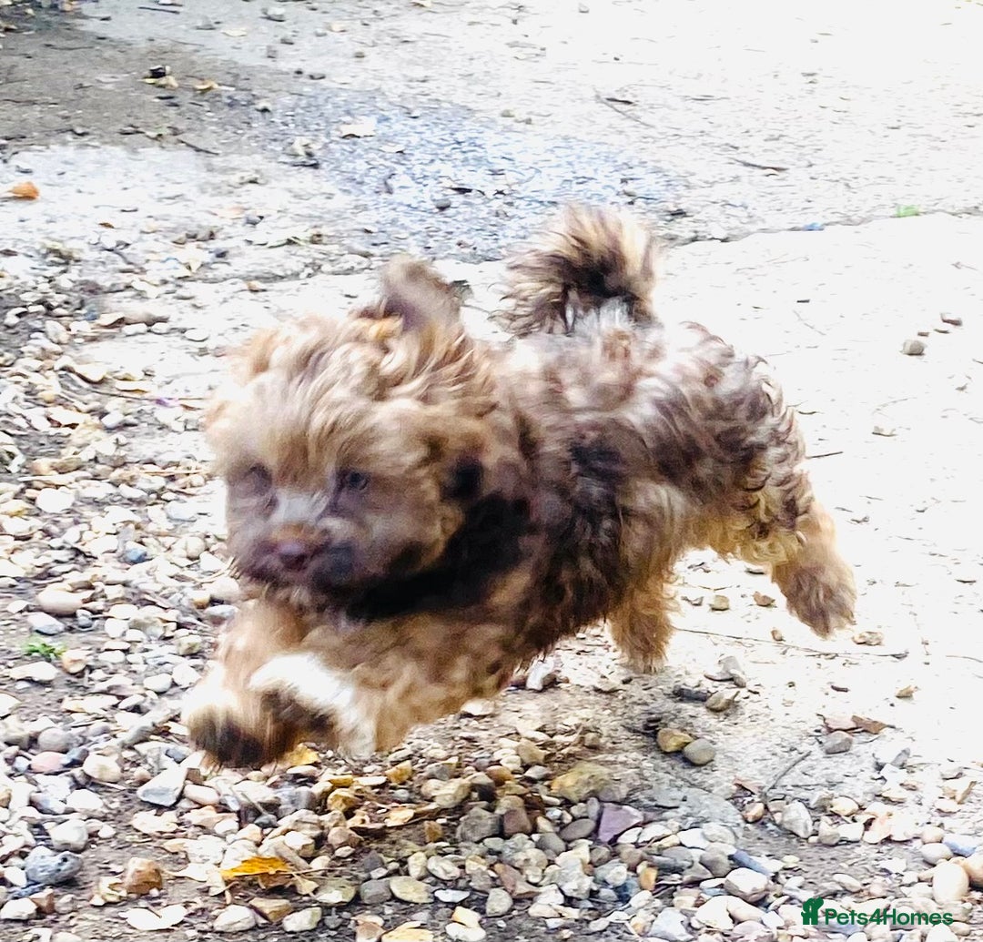 Shihpoo dogs for sale: STUNNING “ MALSHIPOO” BOYS ~READY NOW  - Image 6
